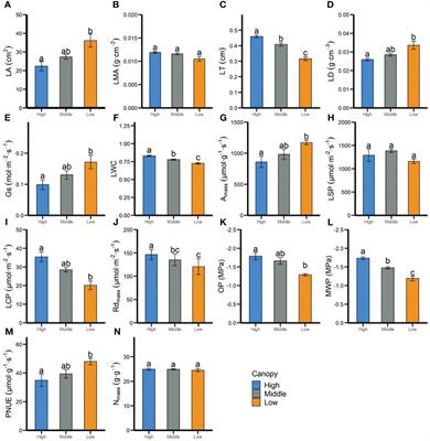 Vertical variation in leaf functional traits of Parashorea chinensis with different canopy layers